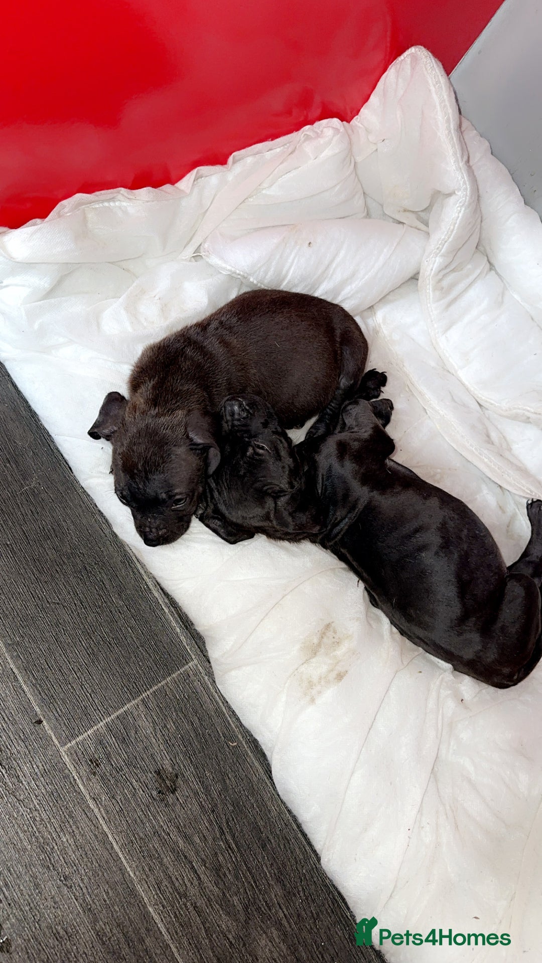 Staffordshire Bull Terrier dogs for sale: Staffordshire Bullterrier pups! - Image 6