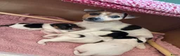 Jack Russell dogs for sale: Jack Russell Puppies - Girls - Advert 3