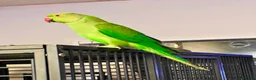 Parrots birds for sale: Young Indian Ringnack parrot for sale - Advert 2