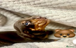 Miniature Dachshund dogs for sale: EXCEPTIONAL QUALITY MINIATURE DACHSHUND PUPPIES.  - Advert 6