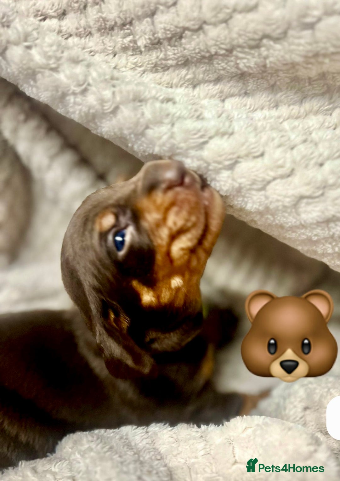 Miniature Dachshund dogs for sale: EXCEPTIONAL QUALITY MINIATURE DACHSHUND PUPPIES.  - Advert 6