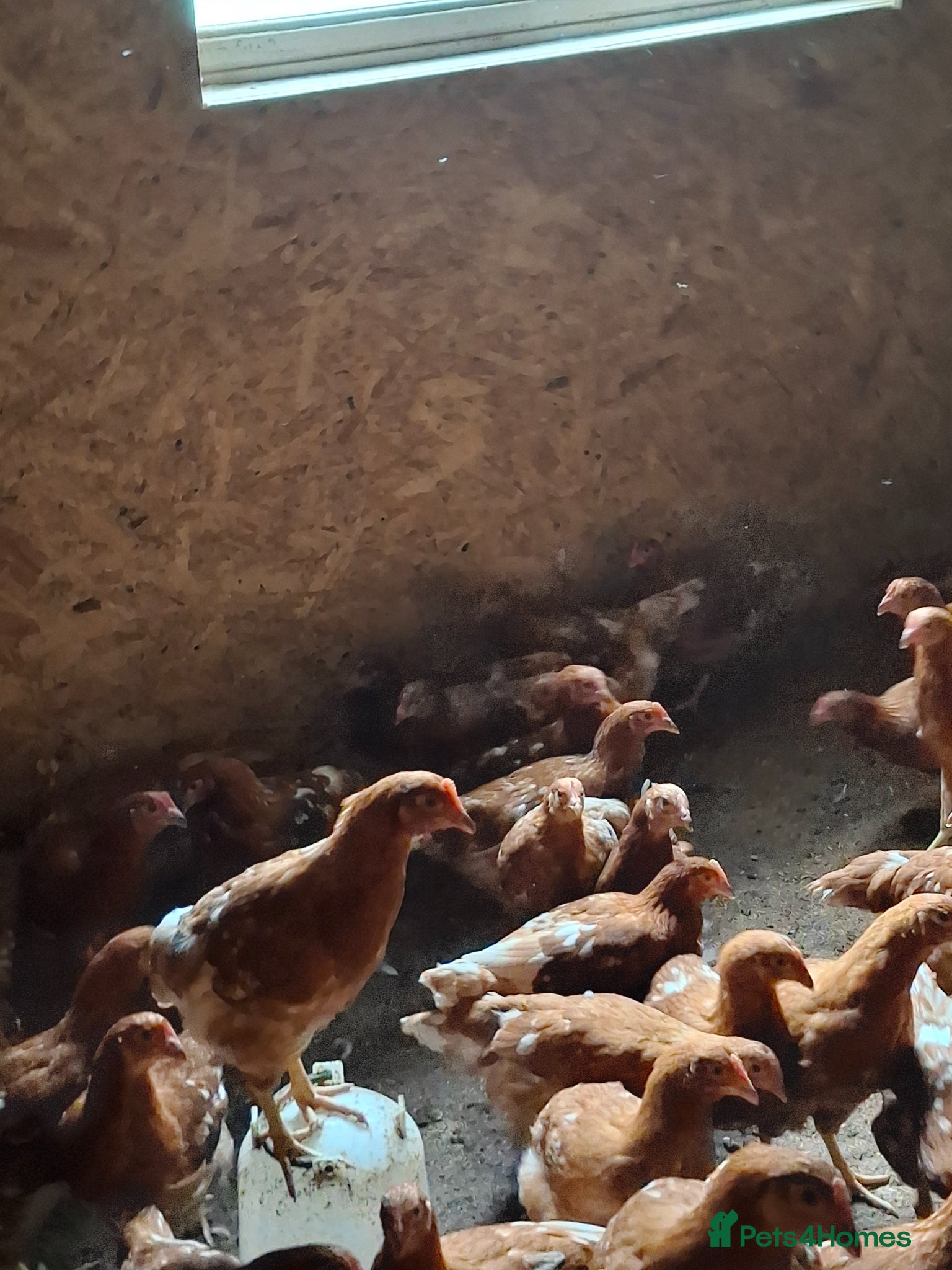 Chickens poultry ISA Bovan Browns - Advert 2