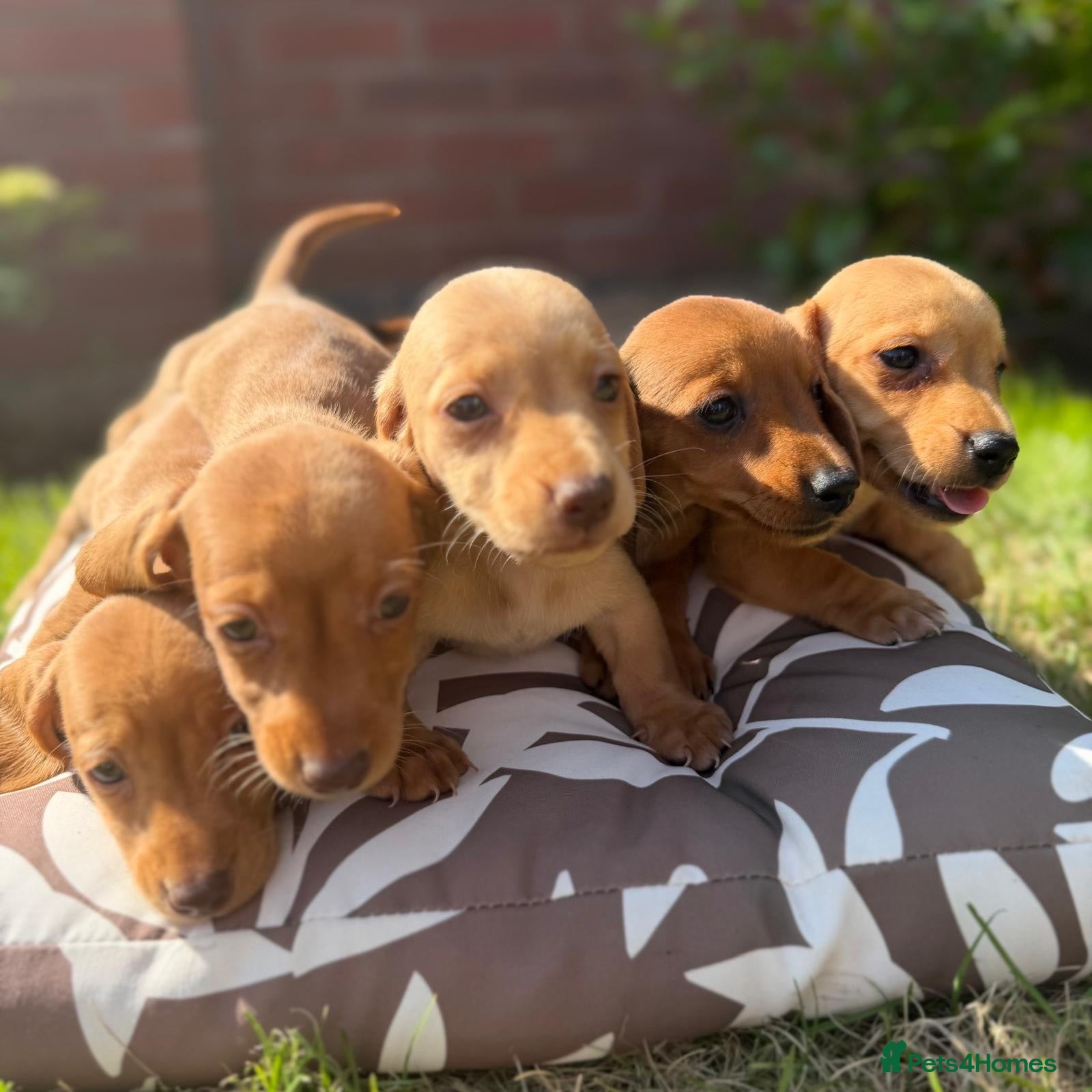 Miniature Dachshund dogs 🏆💙💖 KC REG 5 STAR BREEDER💙💖🏆CREAM - Advert 12