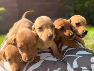 Miniature Dachshund dogs 🏆💙💖 KC REG 5 STAR BREEDER💙💖🏆CREAM - Advert 12
