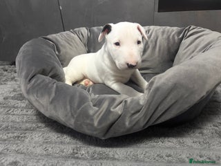 English Bull Terrier dogs - Advert 3