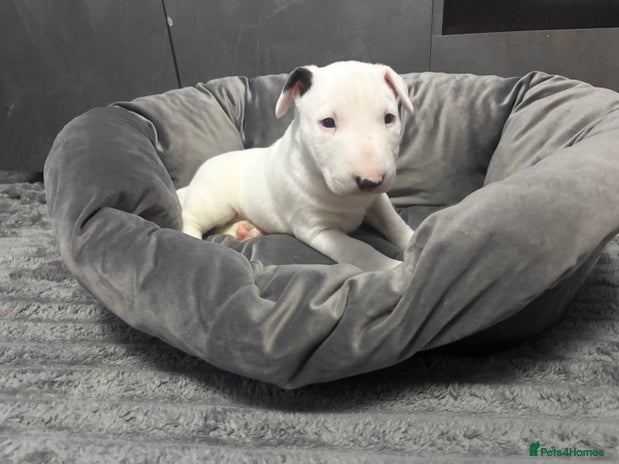 English Bull Terrier dogs - Advert 3
