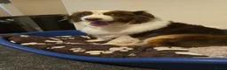 Australian Shepherd dogs for sale: Australian Shepherd  - Advert 25