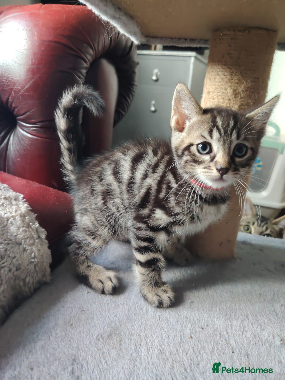 Bengal cats for sale: Bengal x Ragdoll kittens  - Image 14