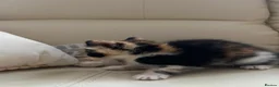 Mixed Breed cats for sale: calico kittens for sale! - Advert 5