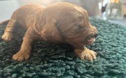 Cavapoo dogs for sale: Beautiful healthy Cavapoo’s d.o.b 22/08/25 - Image 12