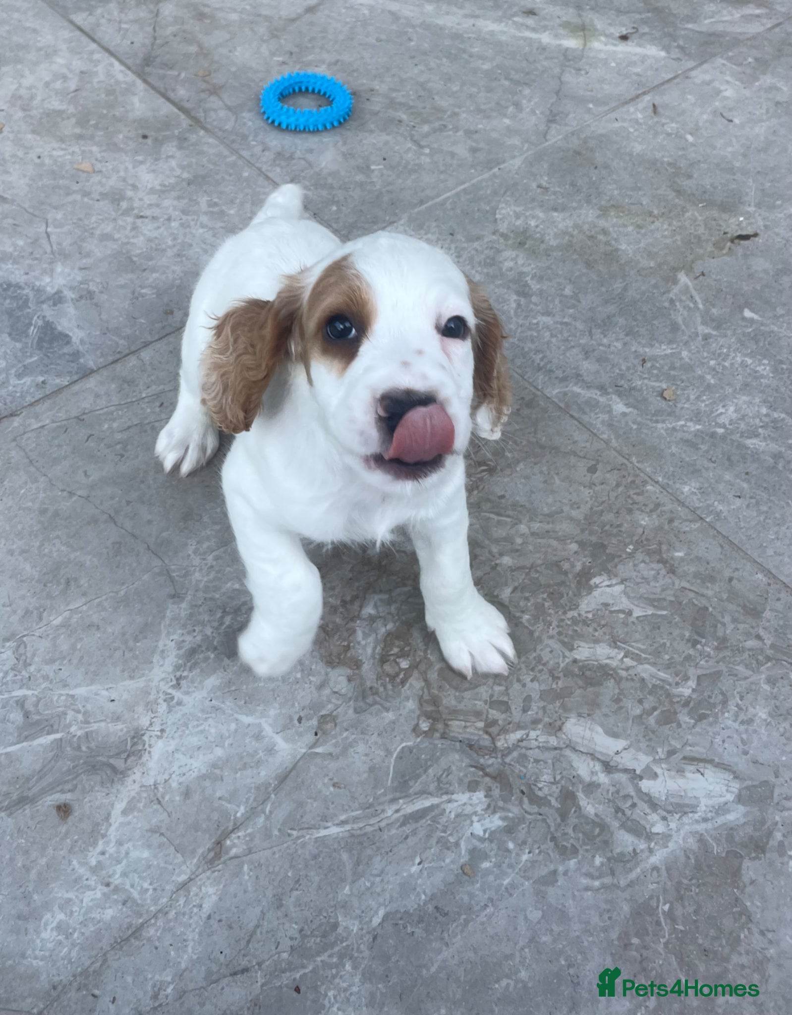 Cocker Spaniel dogs Stunning Working Cocker Spaniel Puppy For Sale - Advert 2