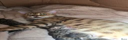Mixed Breed cats for sale: Bengal mum - Advert 3