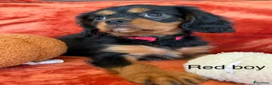 Cavalier King Charles Spaniel 2