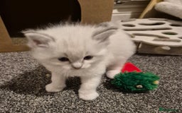 Ragdoll cats for sale: Beautiful ragdoll kittens  - Image 10