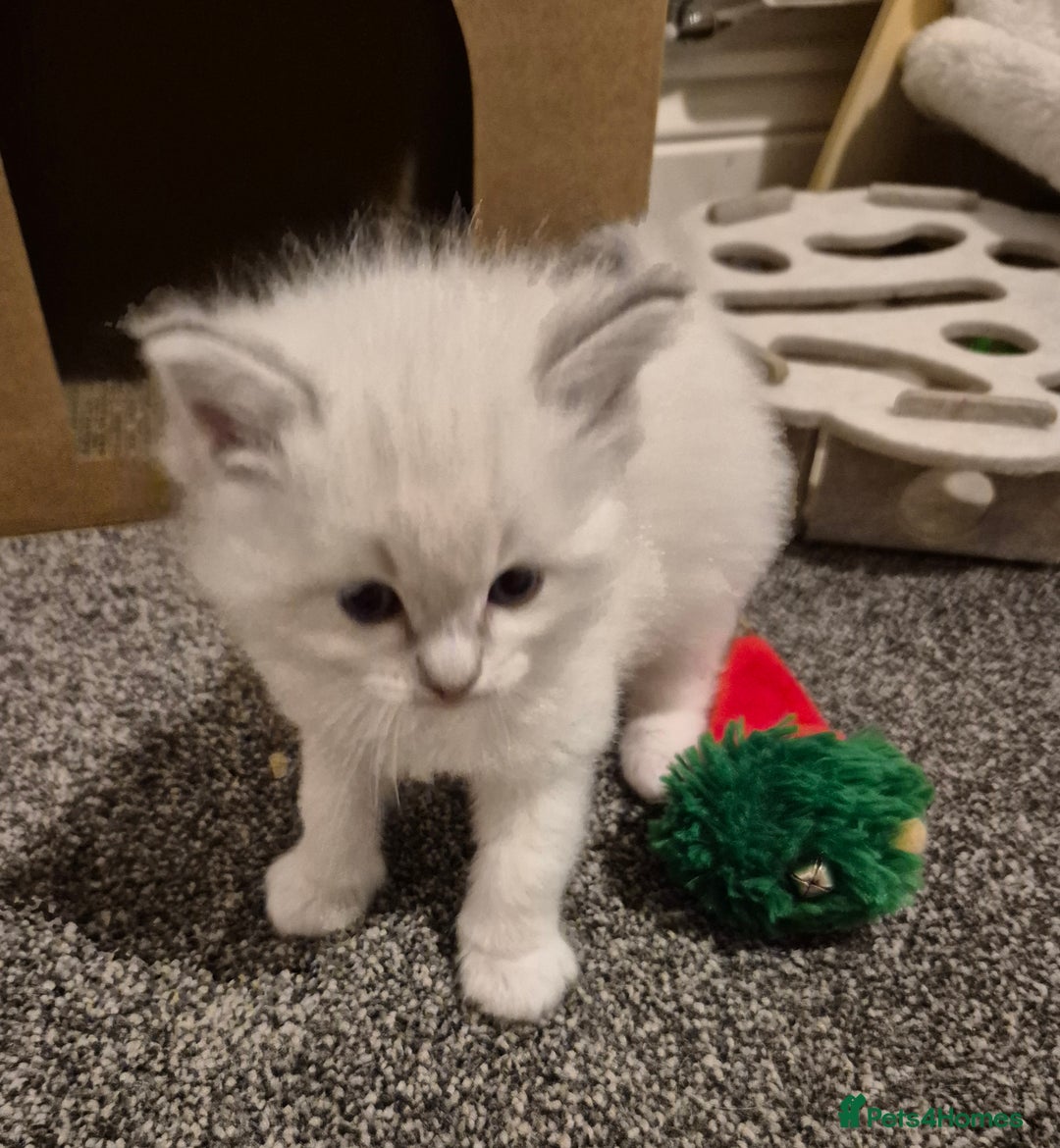 Ragdoll cats for sale: Beautiful ragdoll kittens  - Image 10