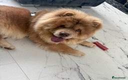 Chow Chow dogs for sale: Make lilac chow chow  - Image 1