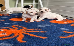 Pointer dogs for sale: Beautiful well bred pointer puppies - Image 4