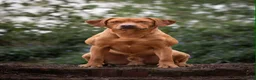 Labrador Retriever dogs for sale: Kc registered & fully health tested - Advert 8