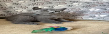 British Shorthair 4