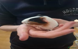 Guinea Pig rodents for sale: 2 12 week old bonded female guinea pigs with cage - Image 4