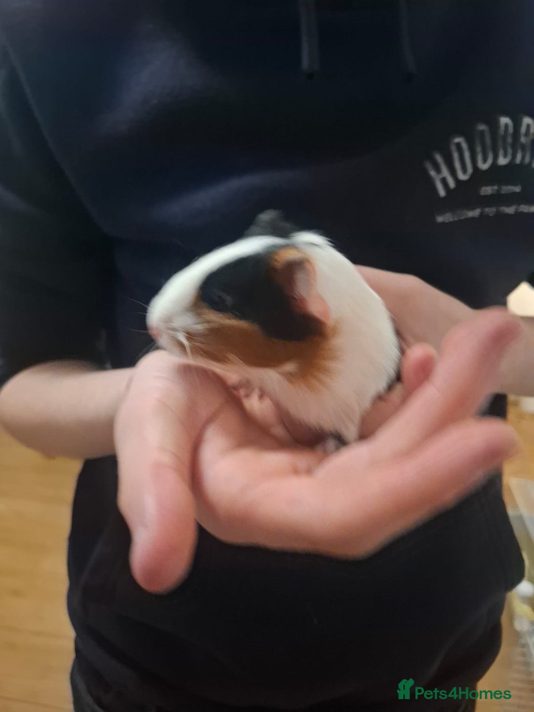 Guinea Pig rodents for sale: 2 12 week old bonded female guinea pigs with cage - Image 4