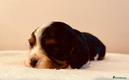 Cavalier King Charles Spaniel dogs for sale: Stunning KC Cavalier King Charles Spaniel Puppies. - Image 16