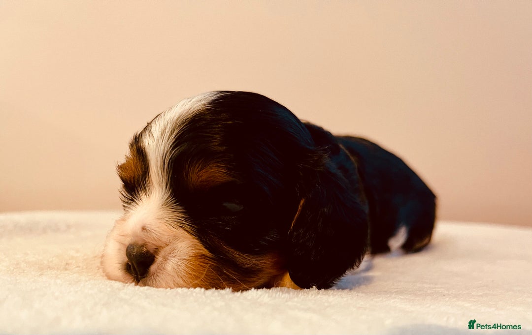 Cavalier King Charles Spaniel dogs for sale: Stunning KC Cavalier King Charles Spaniel Puppies. - Image 16
