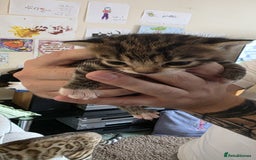 Bengal cats for sale: Kittens x bengal  - Advert 9