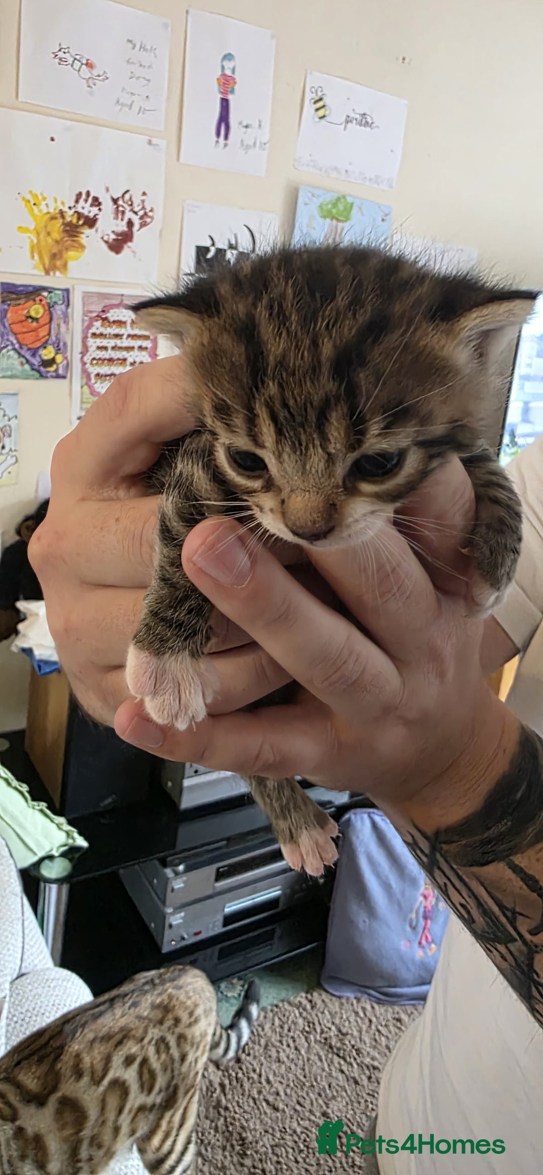 Bengal cats for sale: Kittens x bengal  - Advert 9