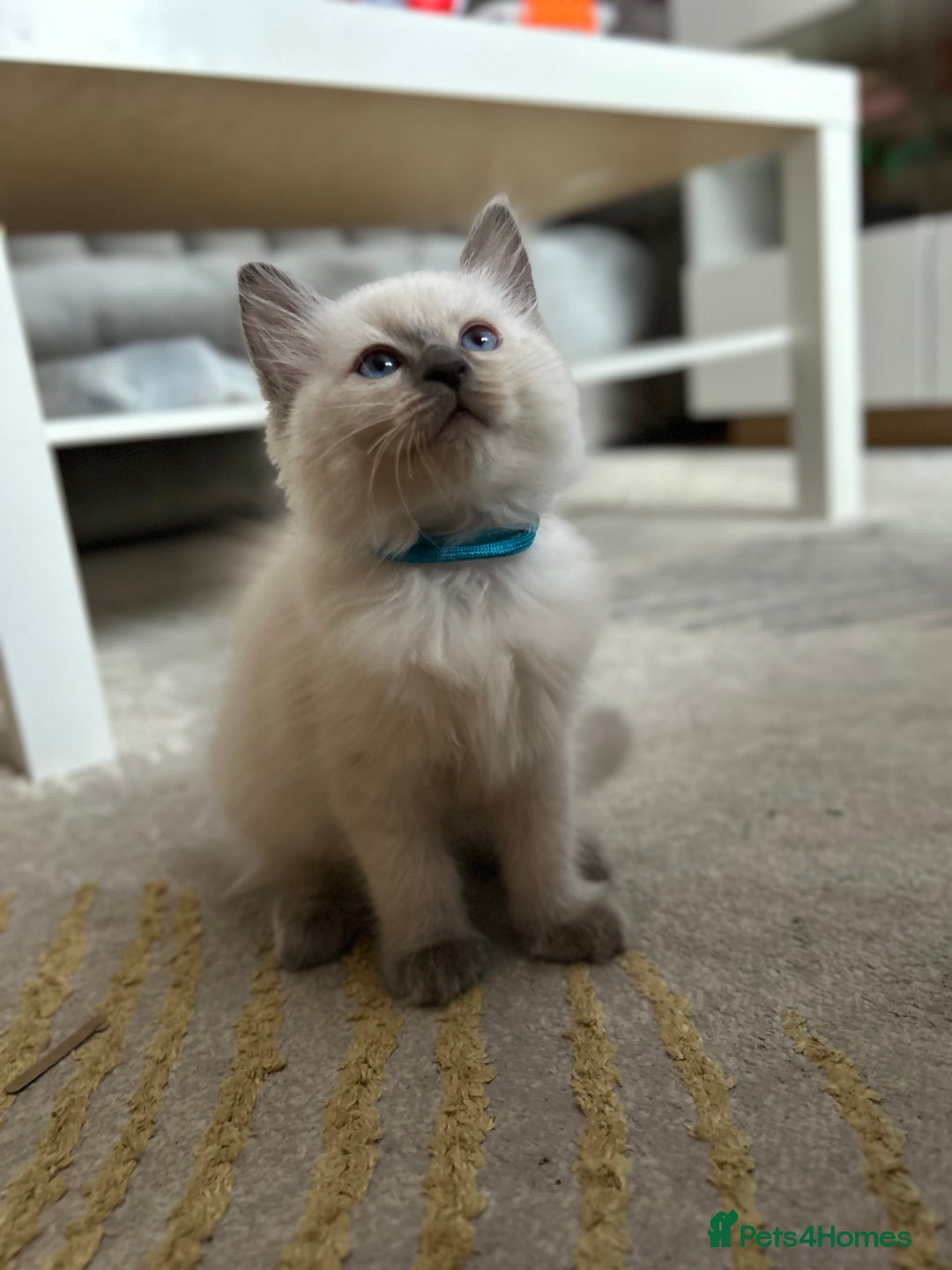 Ragdoll cats for sale: 😻 5 Beautiful Purebred Ragdoll Kittens 😻 - Image 28