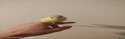 Budgerigars birds for sale: Baby budgies for sale  - Advert 9