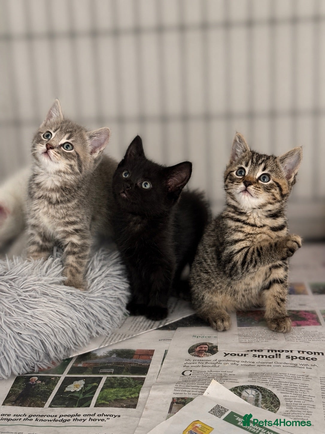 British Shorthair cats Beautiful Kittens - Advert 2