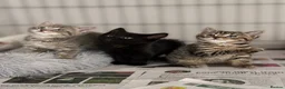 British Shorthair cats for sale: Beautiful Kittens - Advert 6