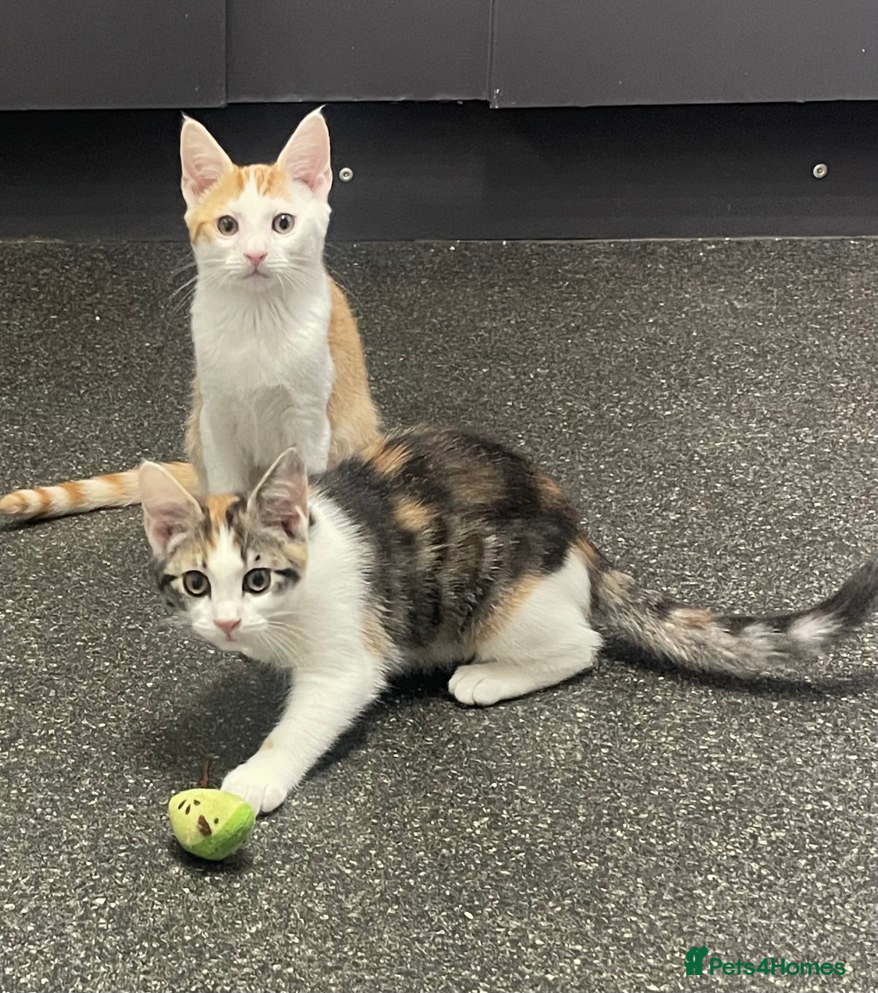 Mixed Breed cats 3 beautiful kittens £30 each - Advert 1