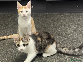 Mixed Breed cats 3 beautiful kittens £30 each - Advert 1