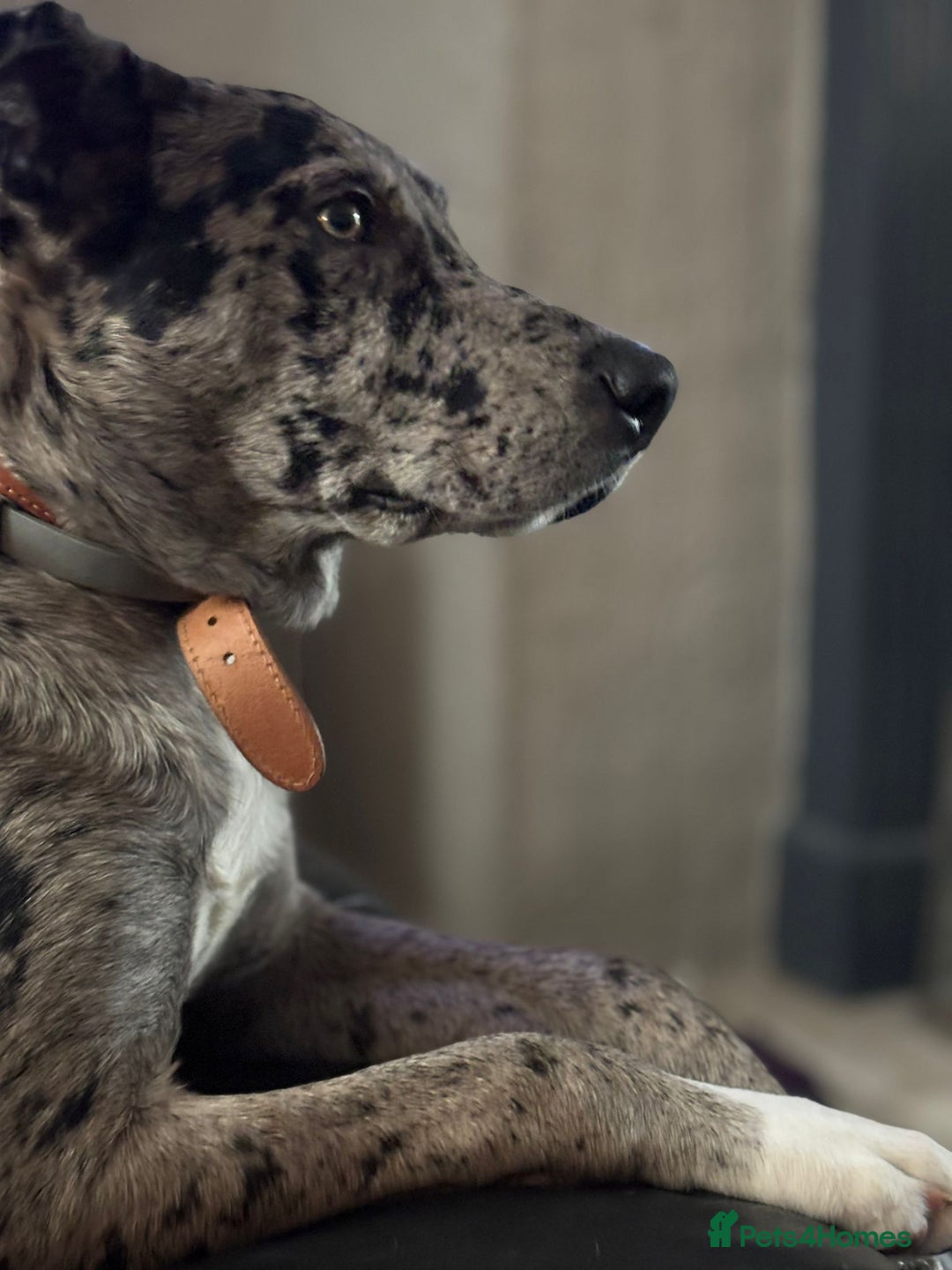 Mixed Breed dogs for sale: Whippet X border collie  - Advert 10