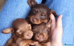 Miniature Dachshund dogs for sale: Mini longhaired dachshunds❤️ - Image 4