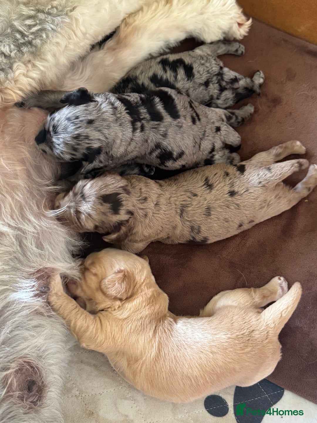 Cockapoo dogs for sale: Merle F1B Cockapoo Puppies - Image 15