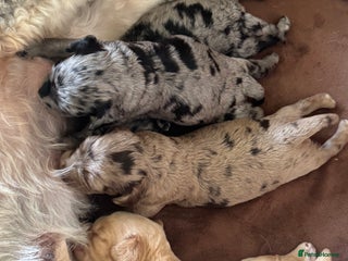 Cockapoo dogs - Advert 3