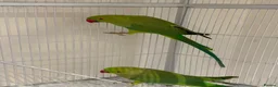 Ringnecks birds for sale: Indian Ringneck Pair + 2 Cages – £400 in Chigwell - Advert 5