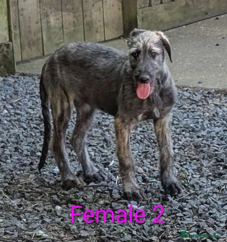 Irish Wolfhound dogs Wolfhound/Deerhound pups - Advert 1