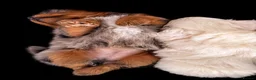 Pomapoo dogs for sale: Pomapoo - Advert 11