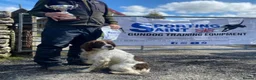 English Springer Spaniel dogs for sale: Exceptional KC Reg, ESS Pups, B/W & L/W in Oldham - Advert 11