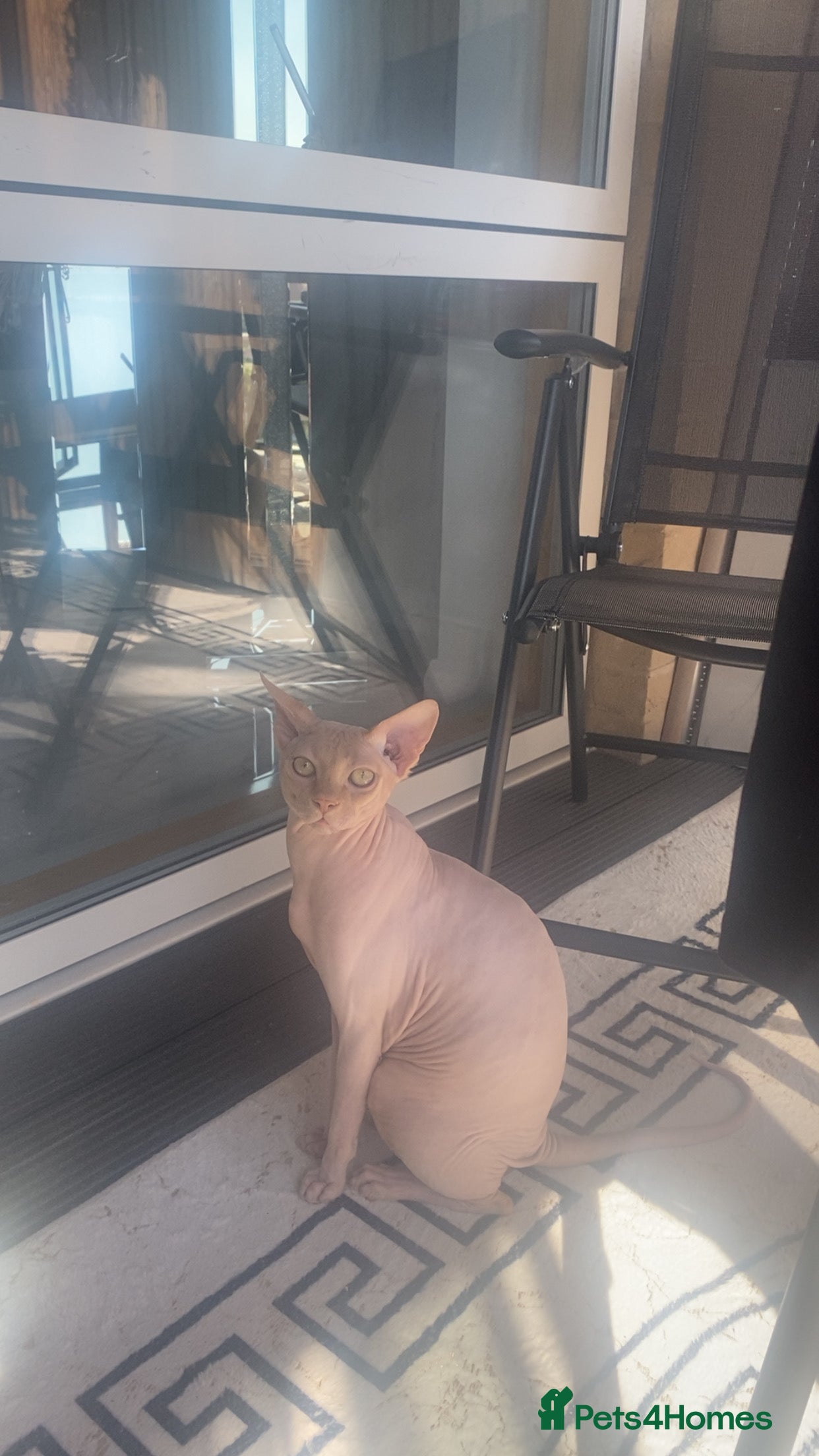 Sphynx cats One year old and a half sphinx cat  - Advert 1