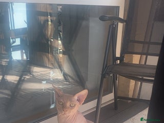 Sphynx cats One year old and a half sphinx cat - Advert 1