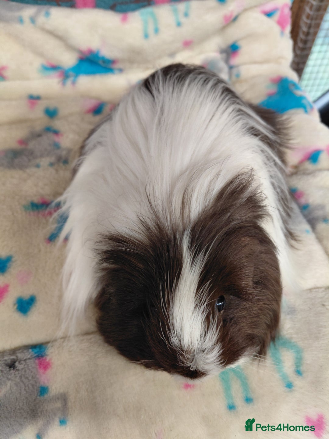 Guinea Pig rodents for sale: Baby Longhaired/ Longhaired Retired Young Adults. - Advert 24