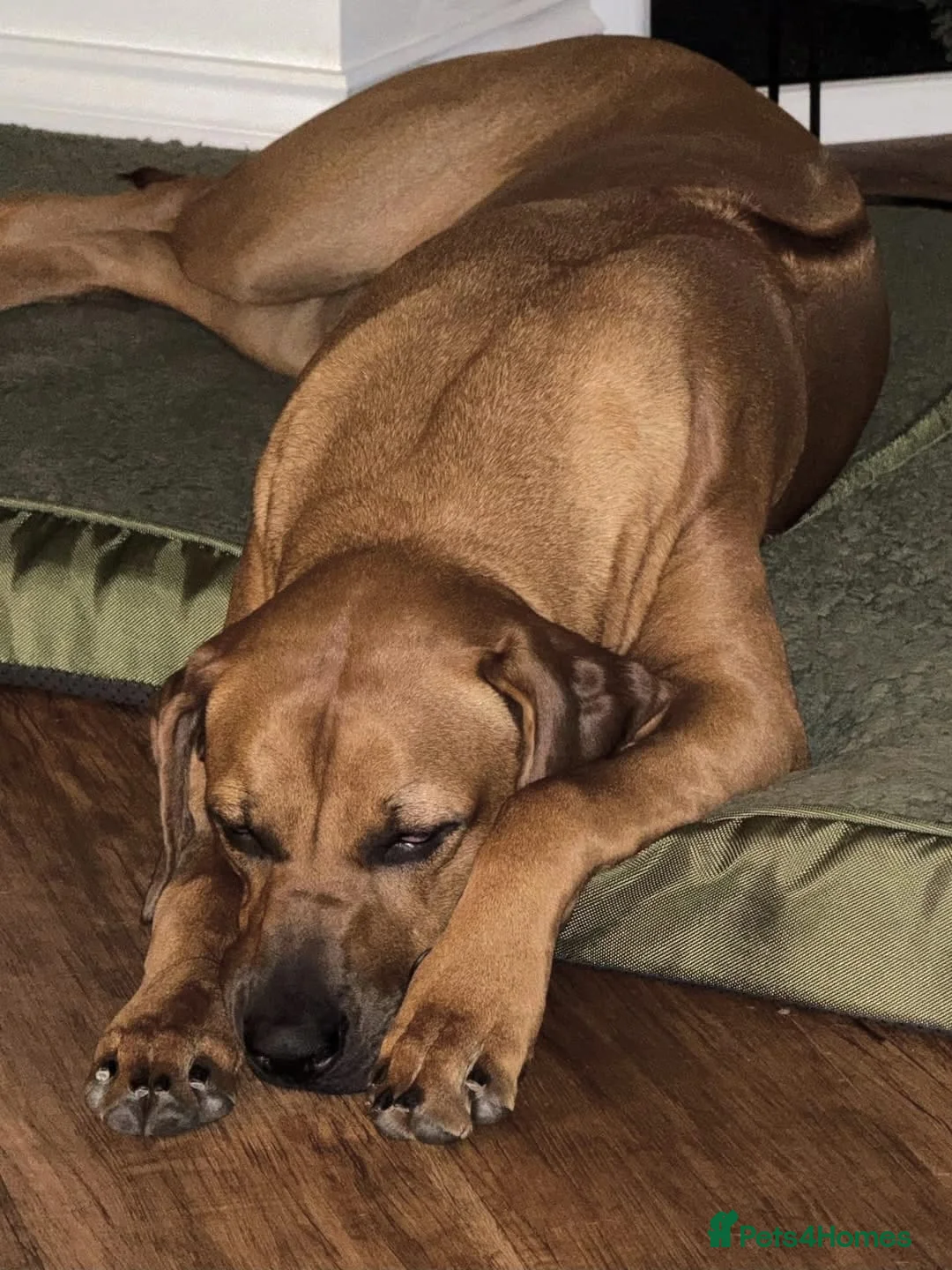 Rhodesian Ridgeback dogs for sale: Exceptional Litter - Ready to Leave 16.06.26 - Advert 2