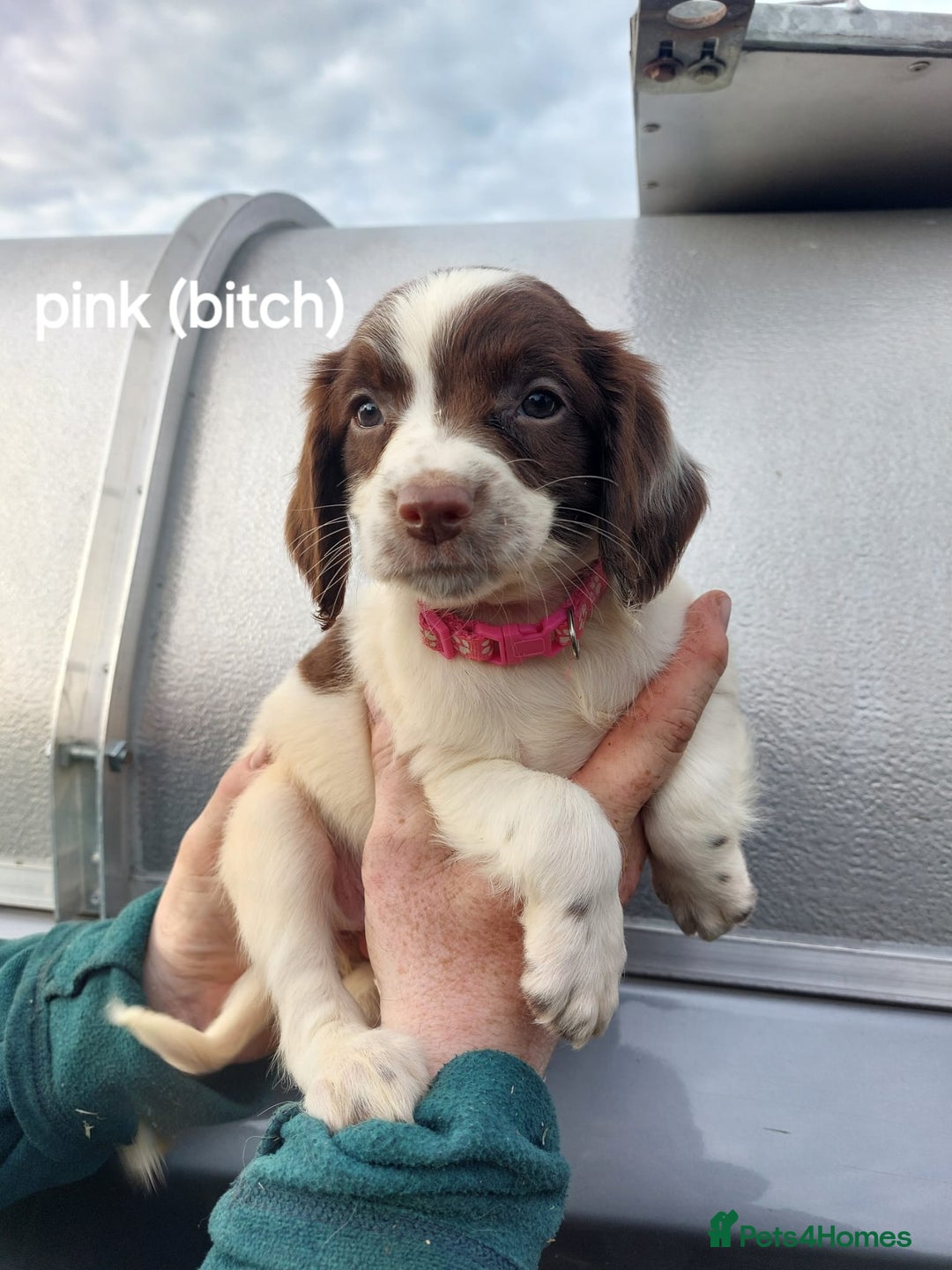 English Springer Spaniel dogs for sale: Springer spaniel pups  - Image 7