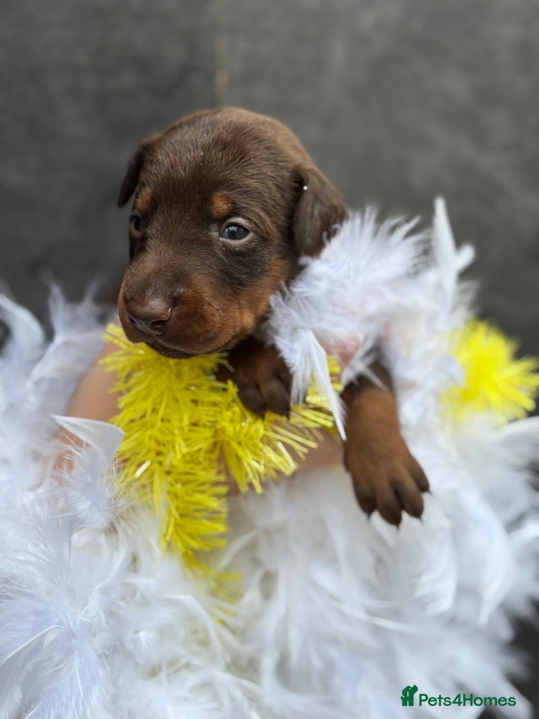 Dobermann dogs for sale: Welcoming the Disco Dobermans litter  - Image 21