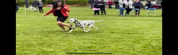 Dalmatian dogs for stud: Health tested, tv and advert star Dalmatian   in Aberdare - Advert 18